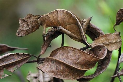 壁虎蛋風水|在風水學中：家裡進壁虎是什麼寓意？4種預兆要「小心」了